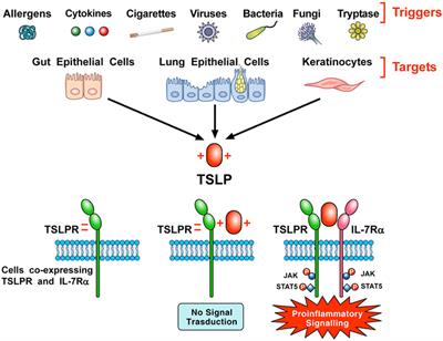 Frontiers | Thymic Stromal Lymphopoietin Isoforms, Inflammatory 